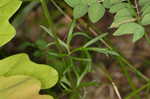 Carolina larkspur